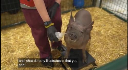 意念控制特斯拉有希望？馬斯克用活豬演示腦機接口技術，可實時讀取大腦信息，A股也有概念股