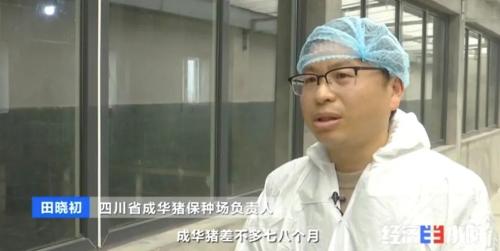 8個品種本土種豬滅絕！我們餐桌多為“外來豬”？！本土“二師兄”去哪了？