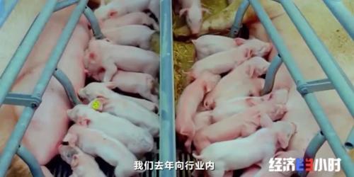 8個品種本土種豬滅絕！我們餐桌多為“外來豬”？！本土“二師兄”去哪了？