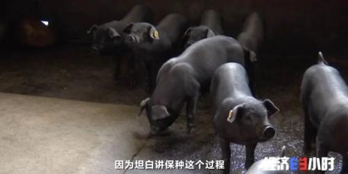 8個品種本土種豬滅絕！我們餐桌多為“外來豬”？！本土“二師兄”去哪了？
