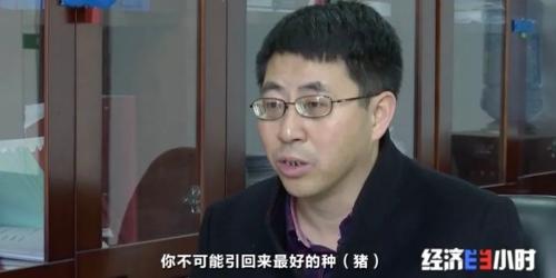 8個品種本土種豬滅絕！我們餐桌多為“外來豬”？！本土“二師兄”去哪了？