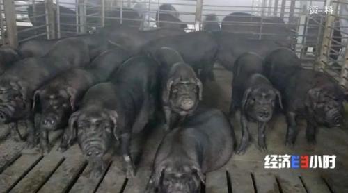 8個品種本土種豬滅絕！我們餐桌多為“外來豬”？！本土“二師兄”去哪了？