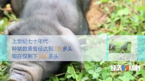 8個品種本土種豬滅絕！我們餐桌多為“外來豬”？！本土“二師兄”去哪了？